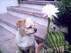 20081019200215-diesel-flor-pequeno.jpg